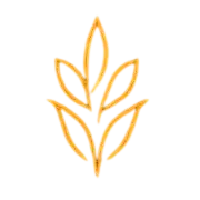 Studii & Tendințe Icon